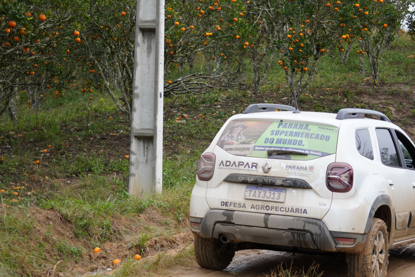 Estado faz ação no Vale do Ribeira para proteger produção de tangerina do greening