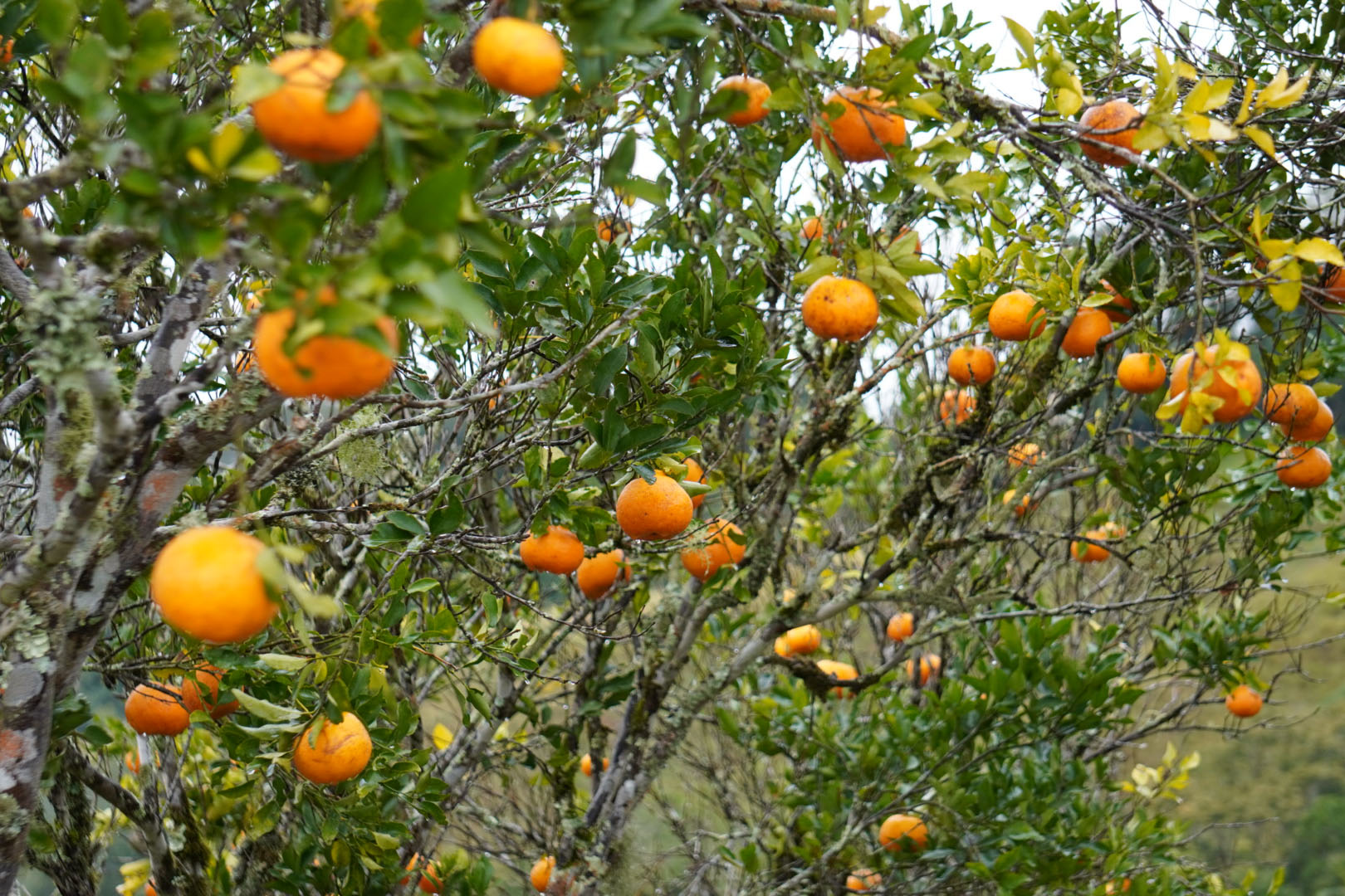 Estado faz ação no Vale do Ribeira para proteger produção de tangerina do greening