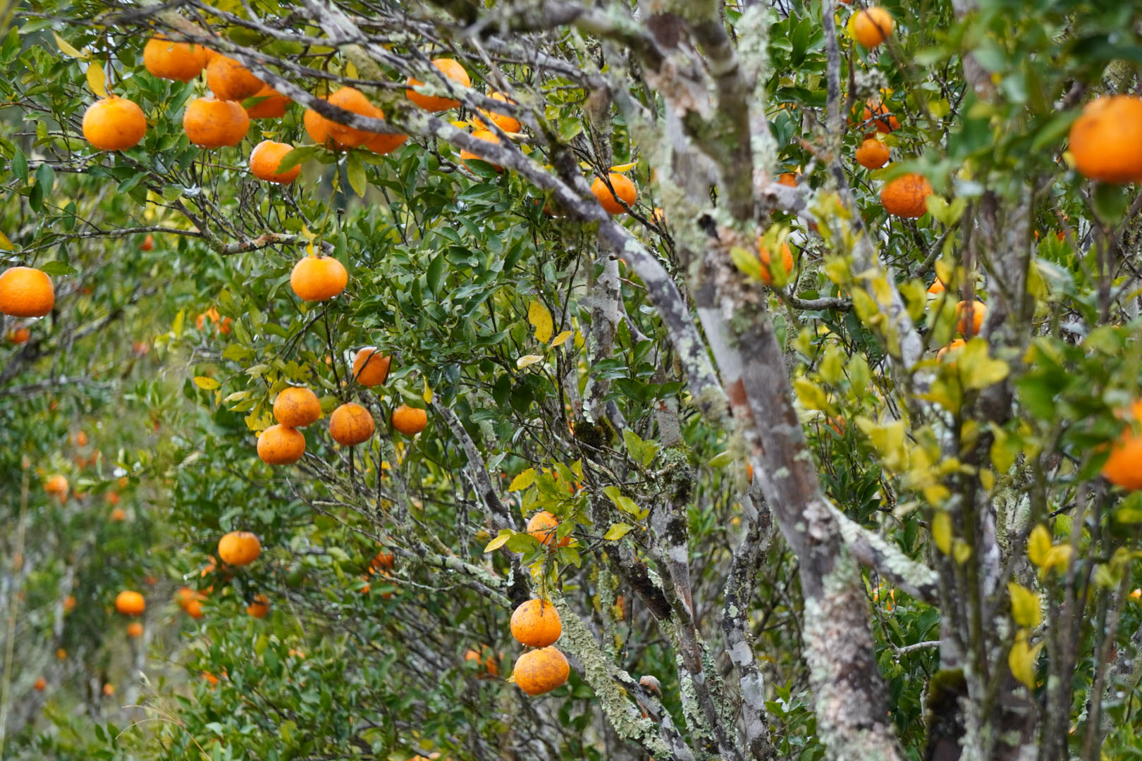Estado faz ação no Vale do Ribeira para proteger produção de tangerina do greening