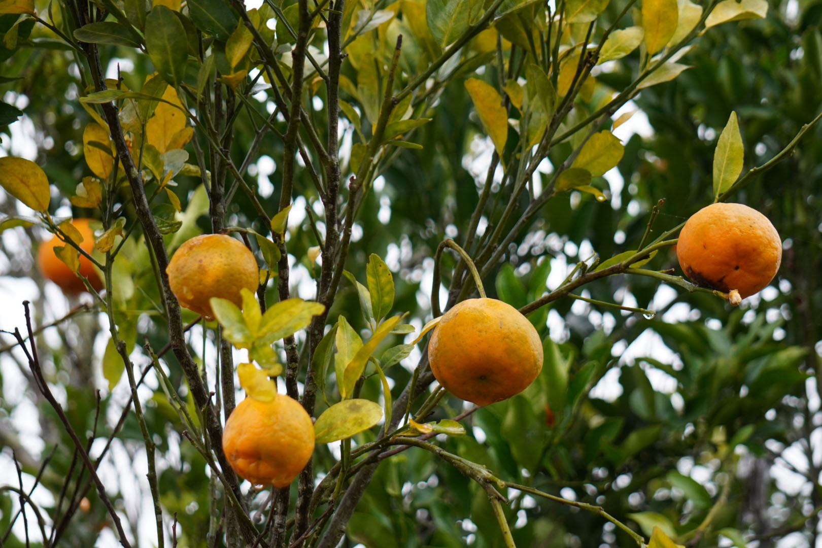 Estado faz ação no Vale do Ribeira para proteger produção de tangerina do greening