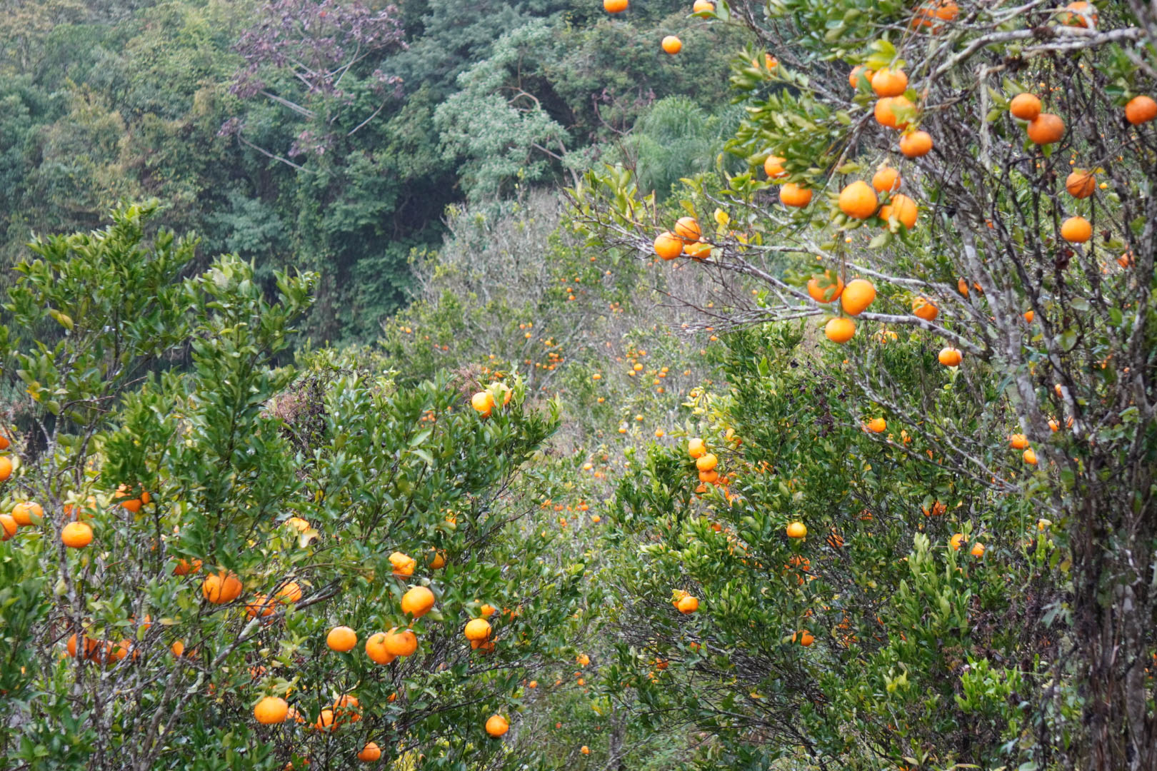 Estado faz ação no Vale do Ribeira para proteger produção de tangerina do greening