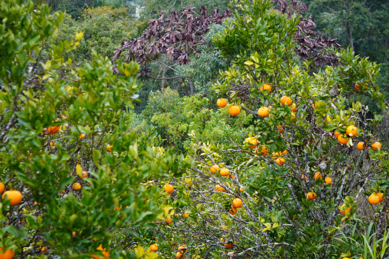 Estado faz ação no Vale do Ribeira para proteger produção de tangerina do greening
