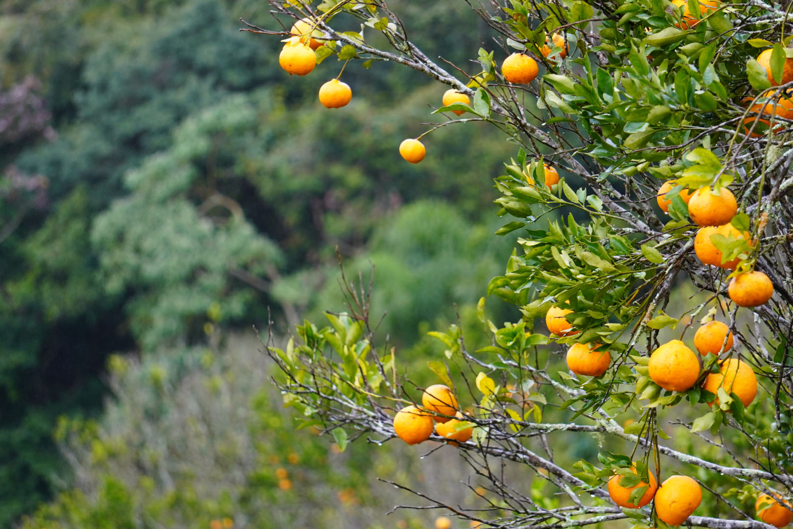 Estado faz ação no Vale do Ribeira para proteger produção de tangerina do greening