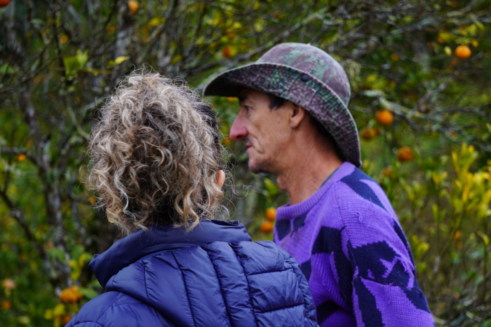 Estado faz ação no Vale do Ribeira para proteger produção de tangerina do greening