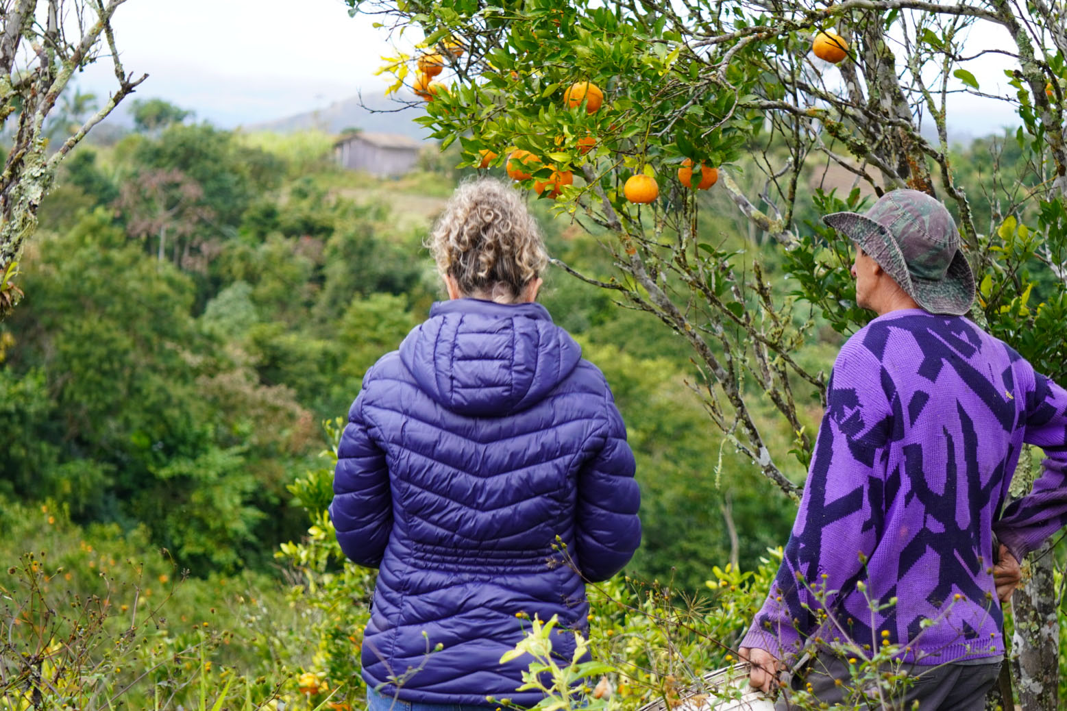 Estado faz ação no Vale do Ribeira para proteger produção de tangerina do greening