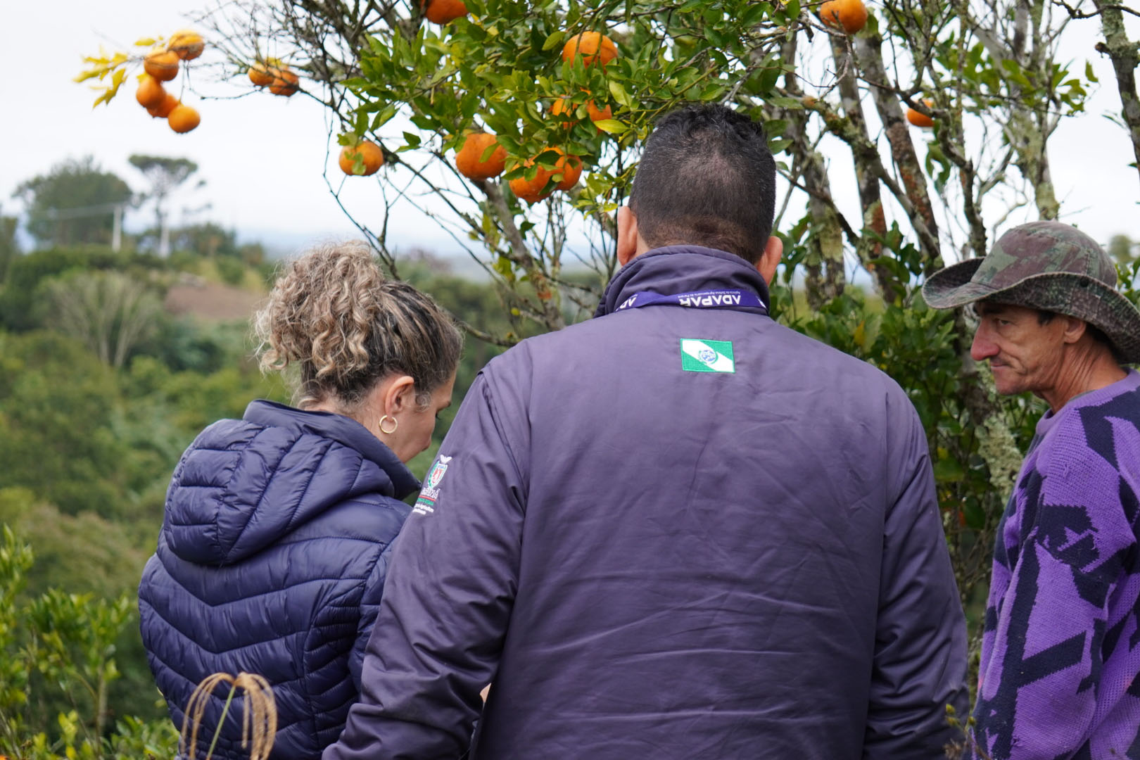 Estado faz ação no Vale do Ribeira para proteger produção de tangerina do greening