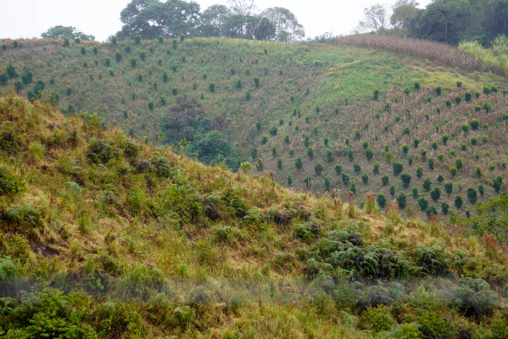 Estado faz ação no Vale do Ribeira para proteger produção de tangerina do greening