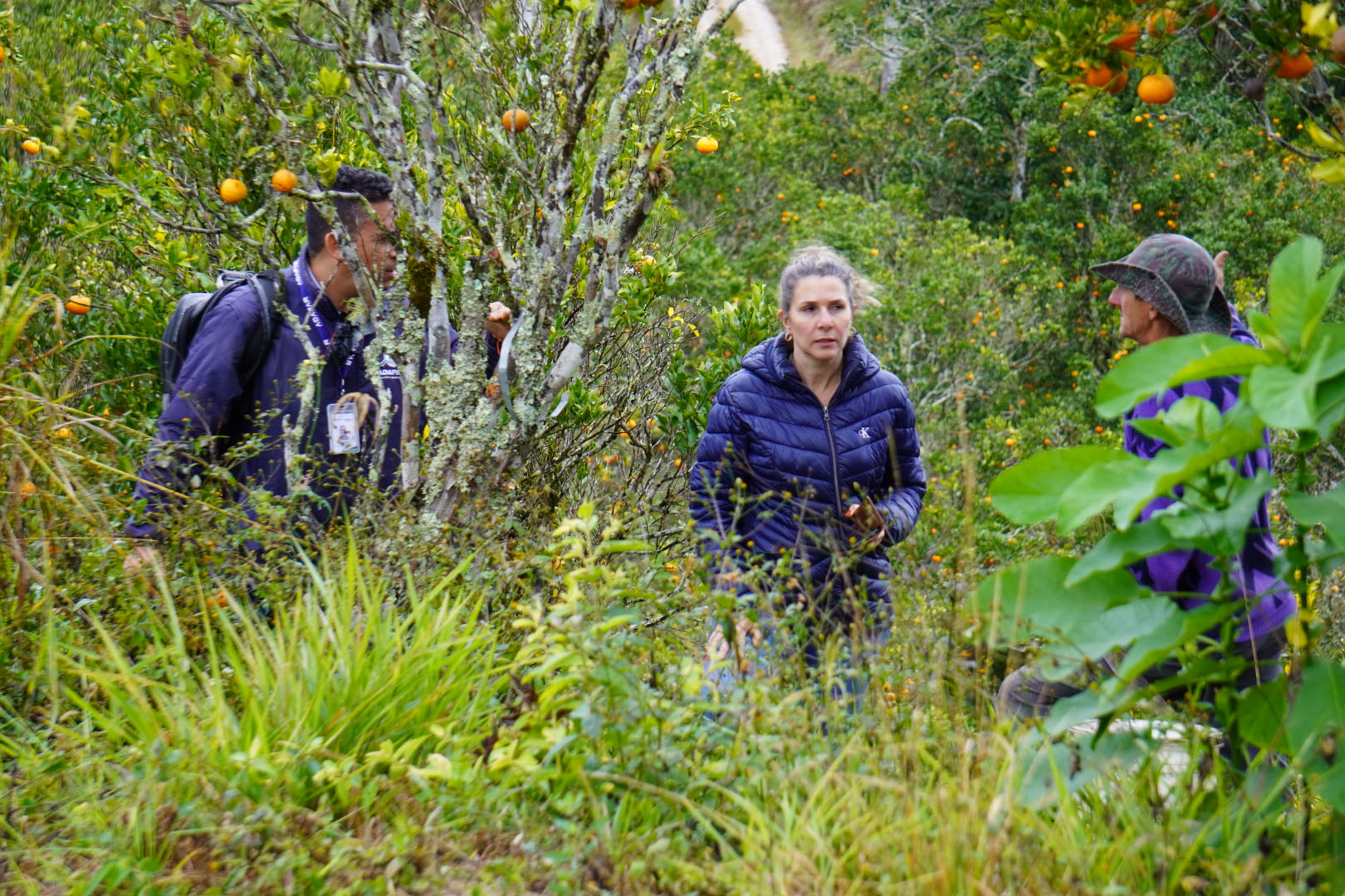 Estado faz ação no Vale do Ribeira para proteger produção de tangerina do greening