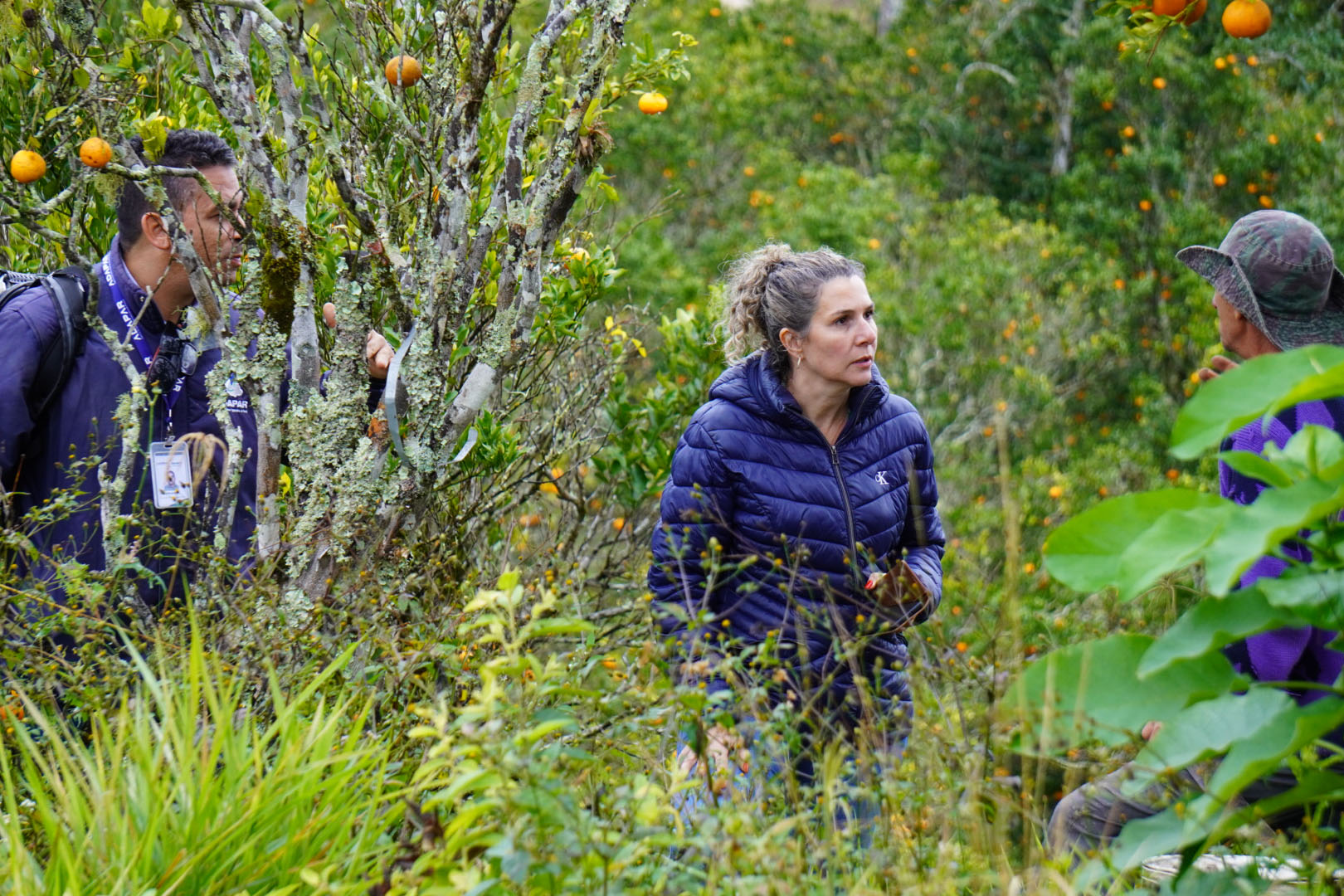 Estado faz ação no Vale do Ribeira para proteger produção de tangerina do greening