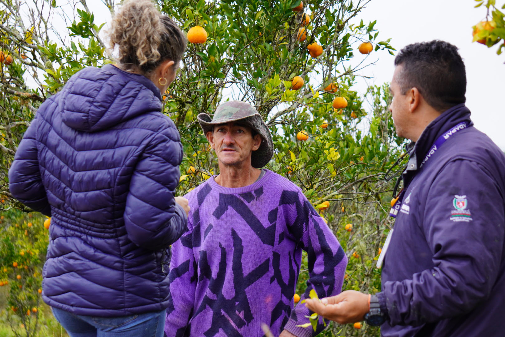 Estado faz ação no Vale do Ribeira para proteger produção de tangerina do greening