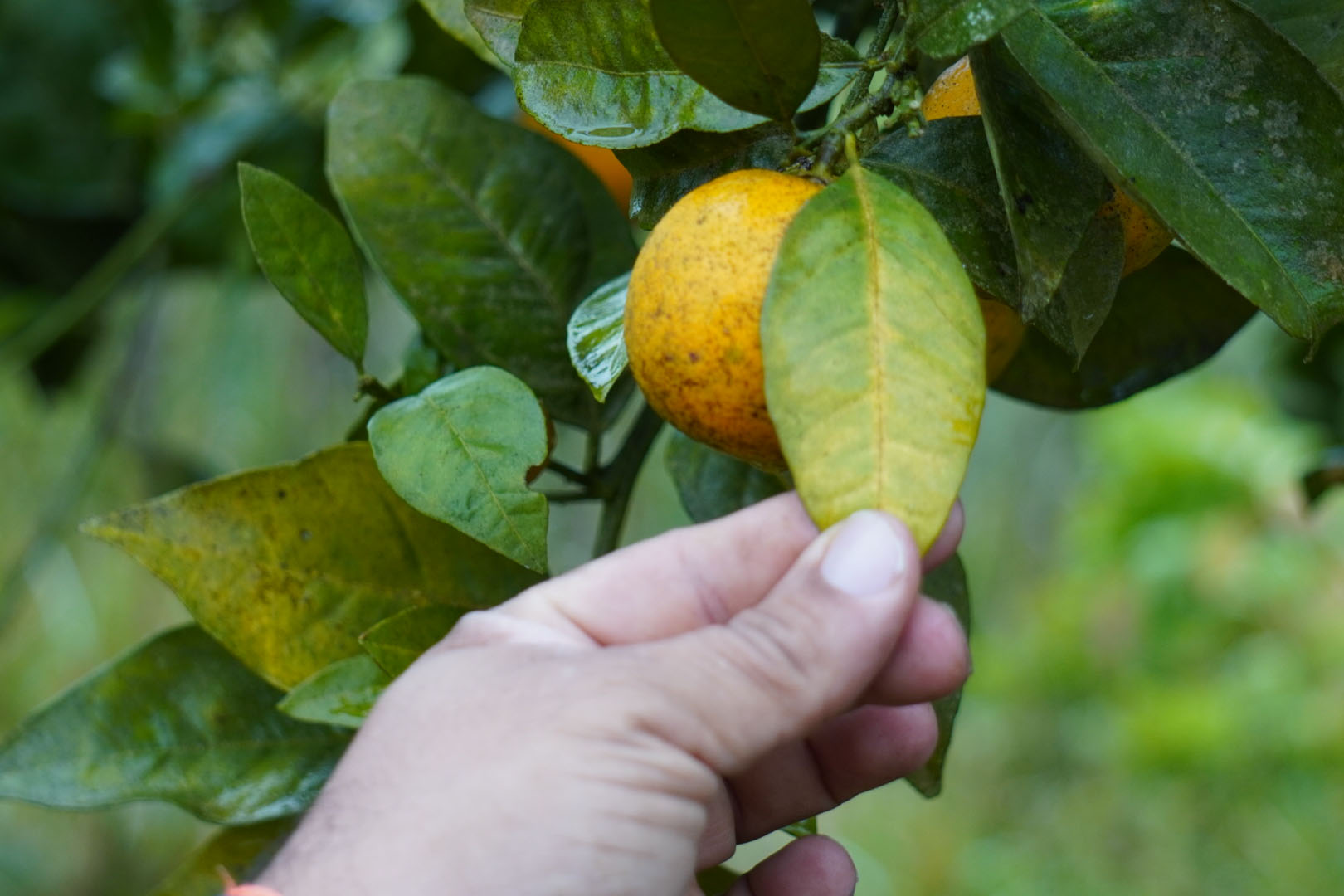 Estado faz ação no Vale do Ribeira para proteger produção de tangerina do greening