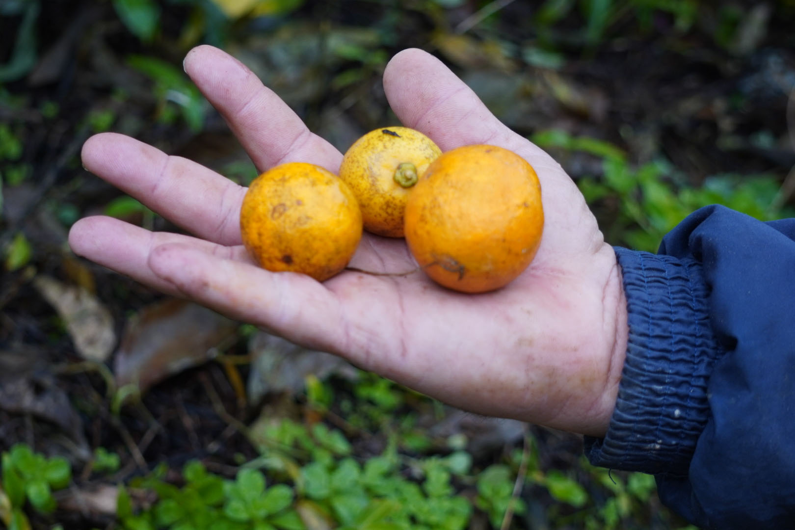 Estado faz ação no Vale do Ribeira para proteger produção de tangerina do greening