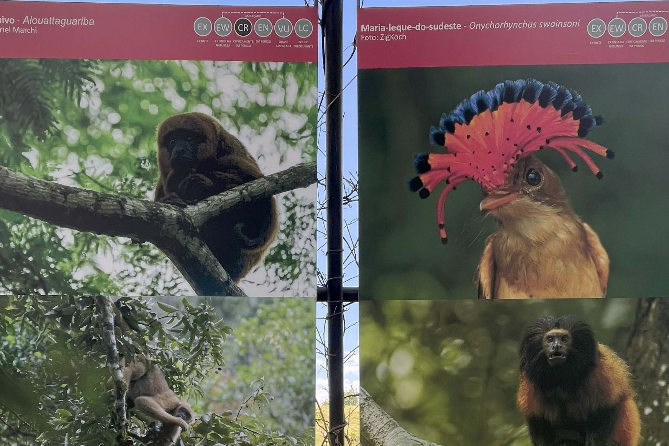 Exposição sobre fauna ameaçada atrai turistas ao Jardim Botânico de Curitiba