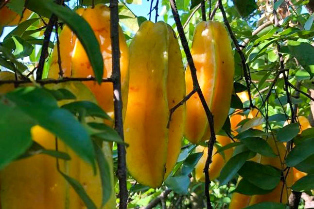 Com apoio do IDR-Paraná, encontro vai debater rumos da fruticultura no Estado