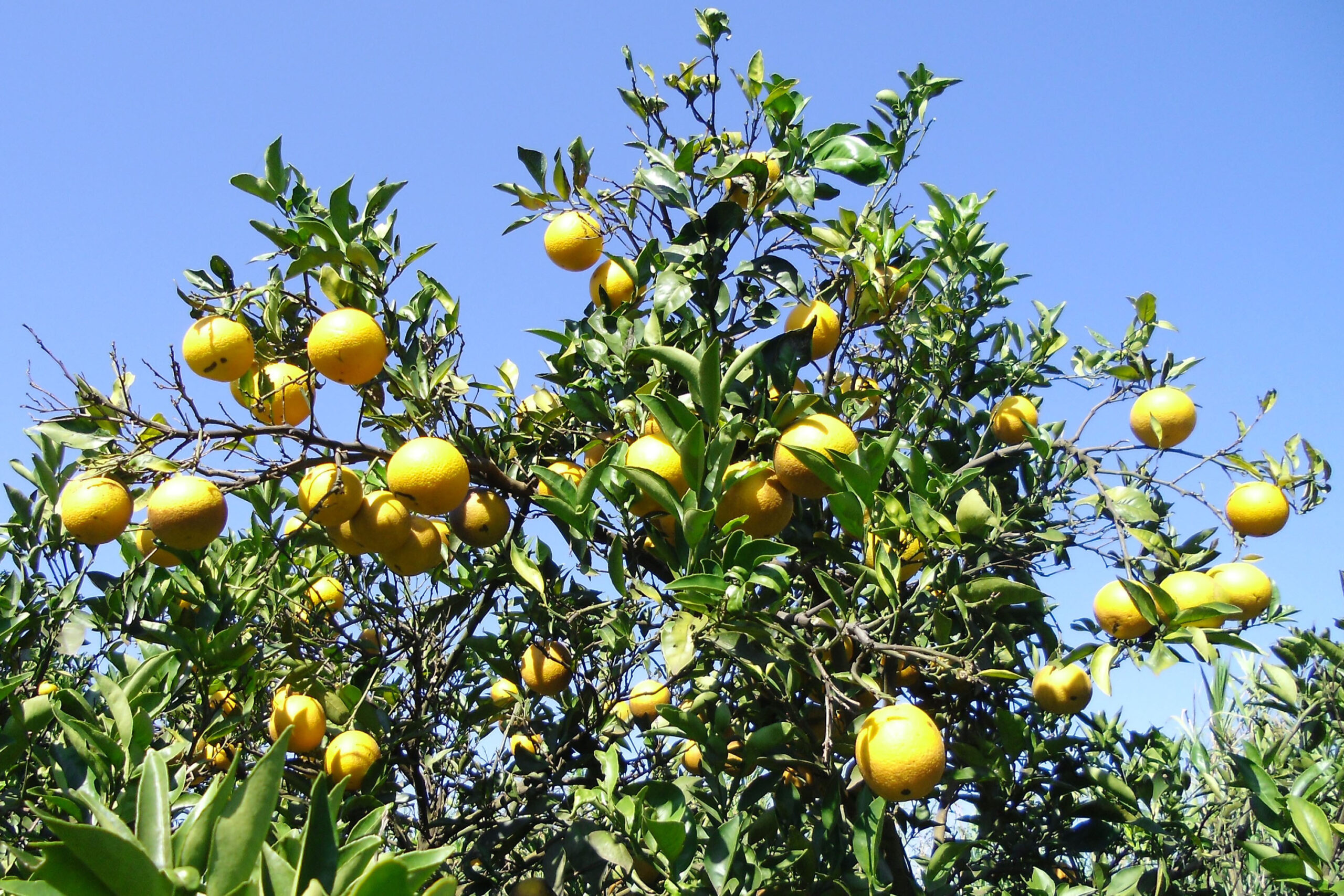 Com apoio do IDR-Paraná, encontro vai debater rumos da fruticultura no Estado