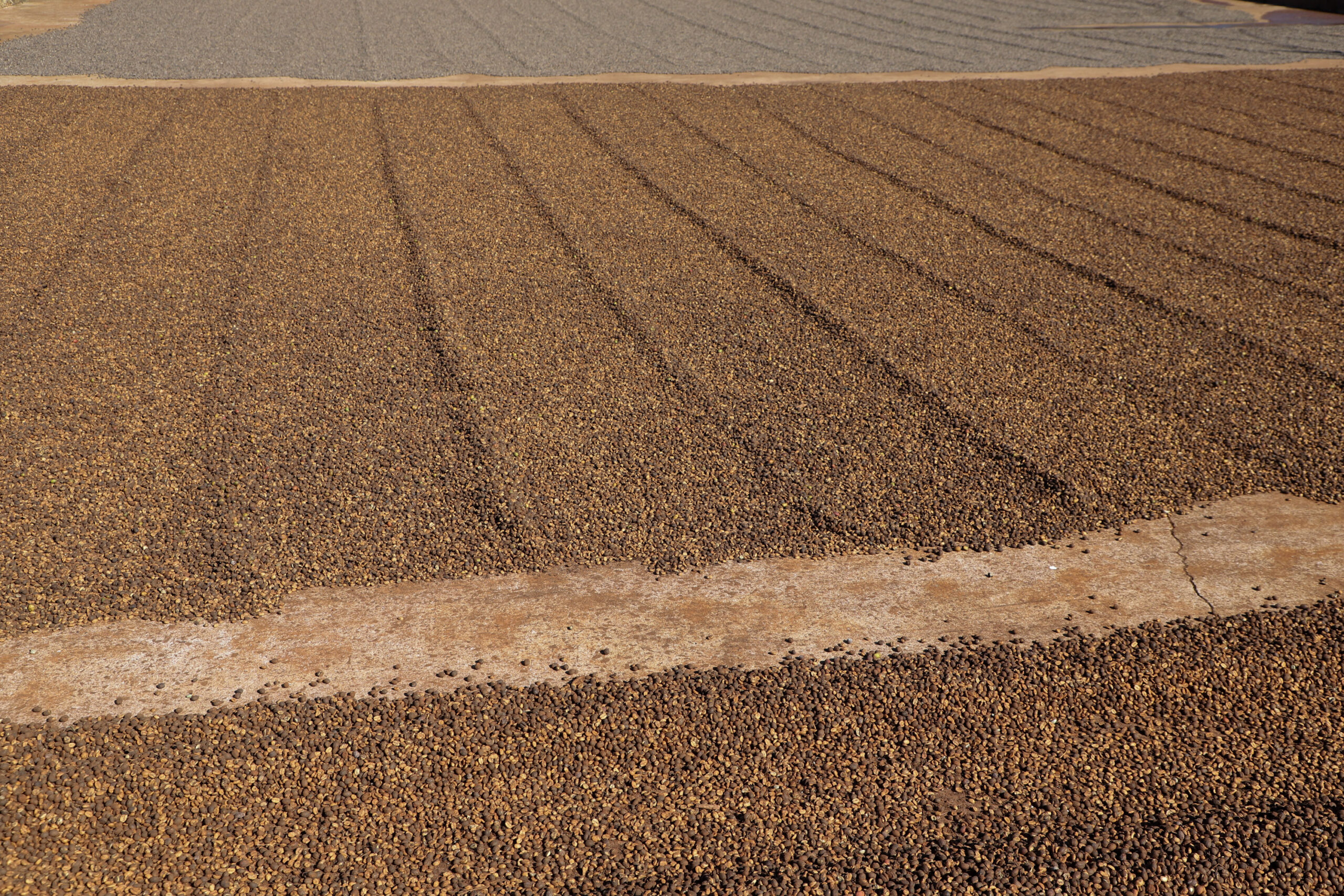 Valorização: café de Mandaguari conquista a 20ª Indicação Geográfica do Paraná
