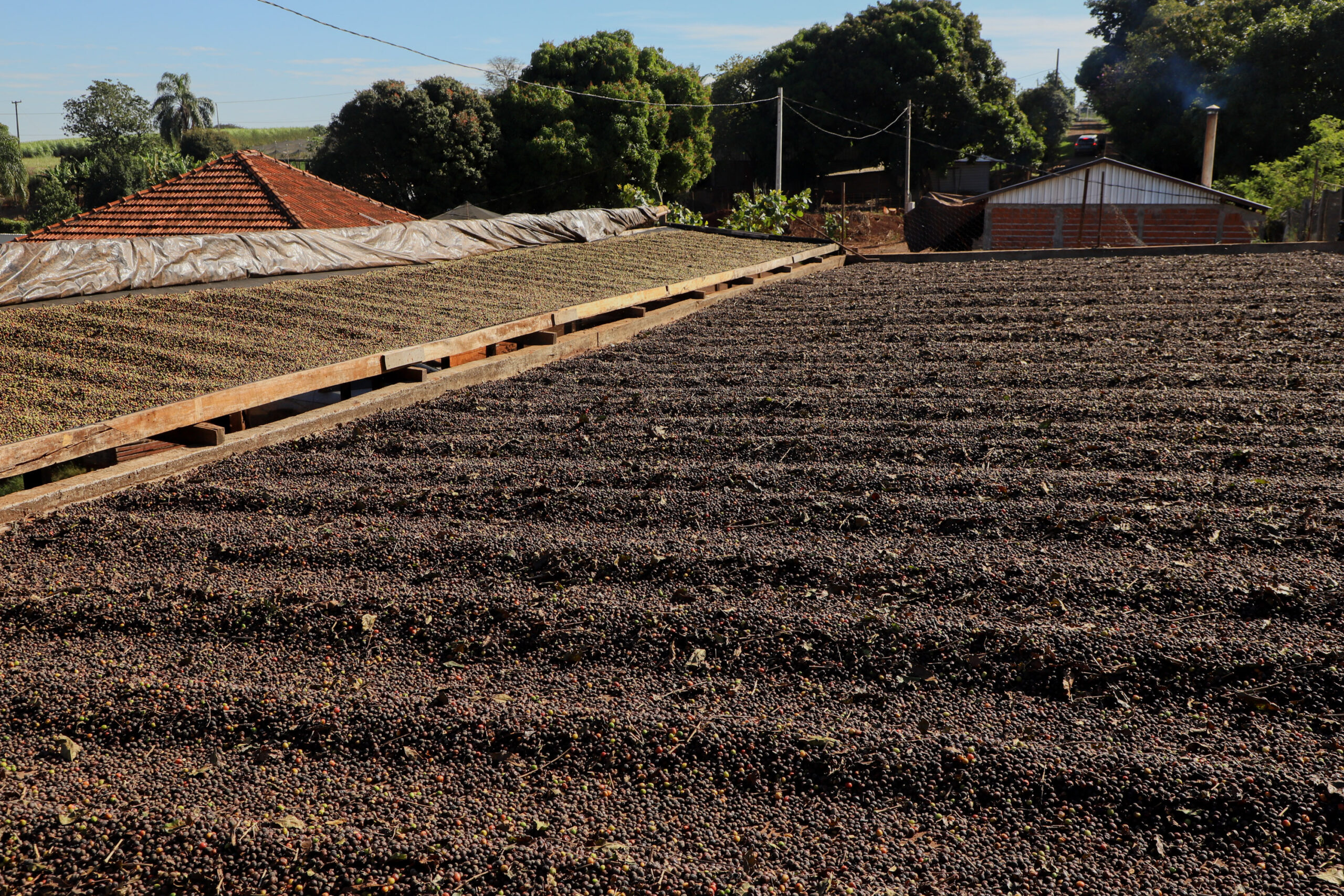 Valorização: café de Mandaguari conquista a 20ª Indicação Geográfica do Paraná