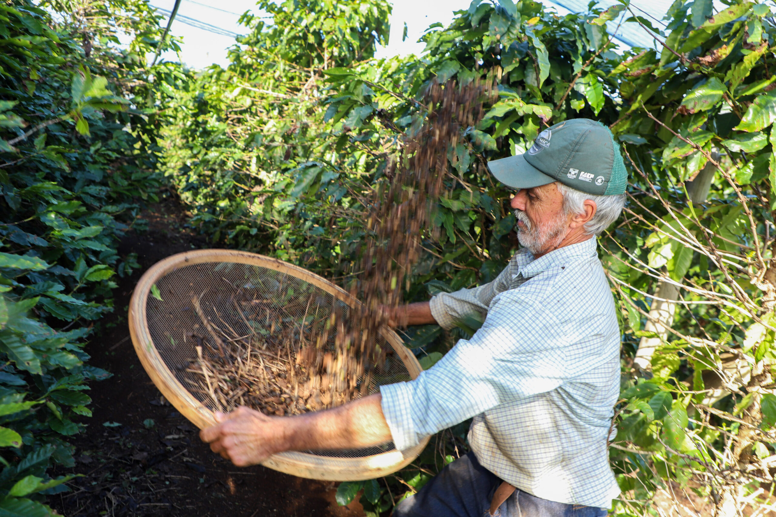 Valorização: café de Mandaguari conquista a 20ª Indicação Geográfica do Paraná