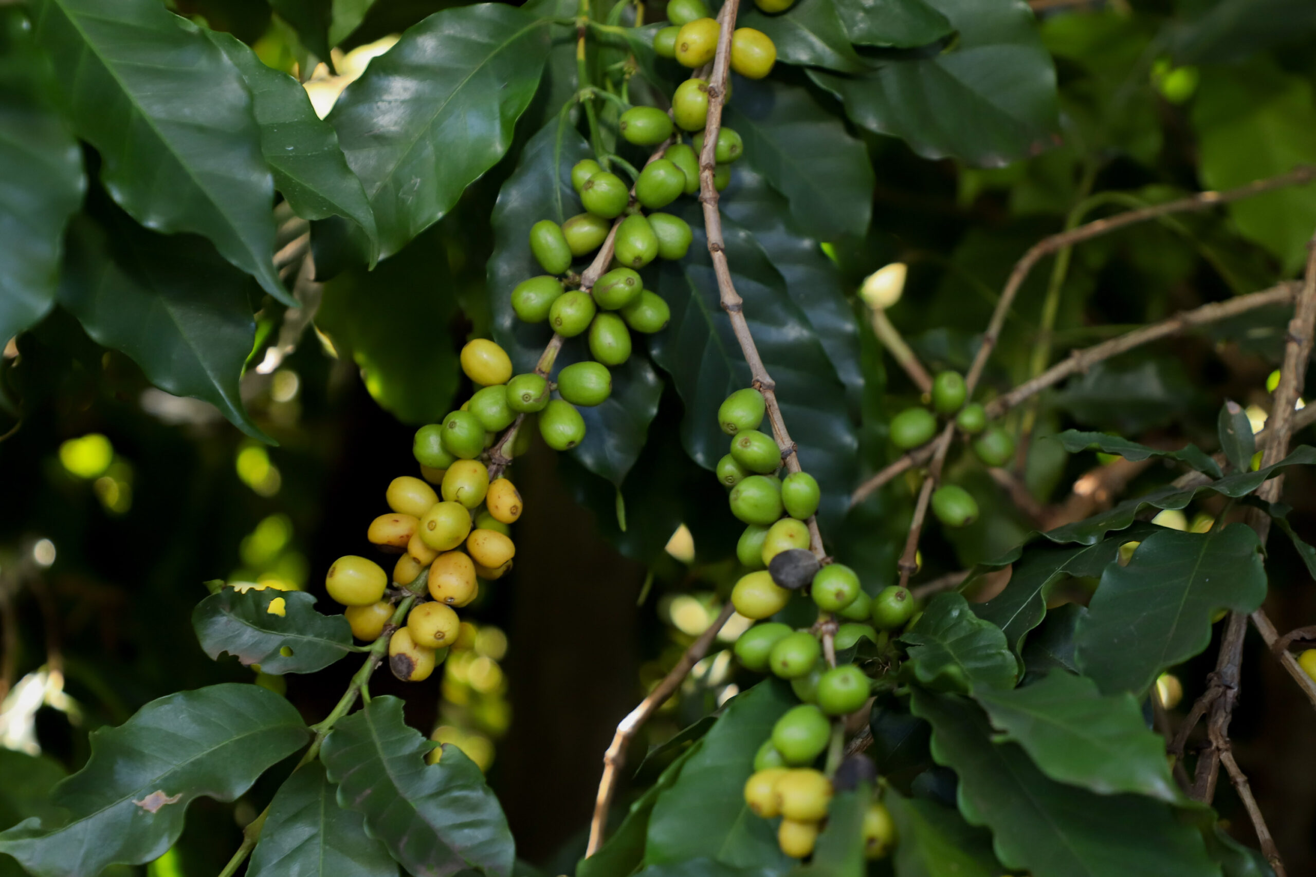 Valorização: café de Mandaguari conquista a 20ª Indicação Geográfica do Paraná