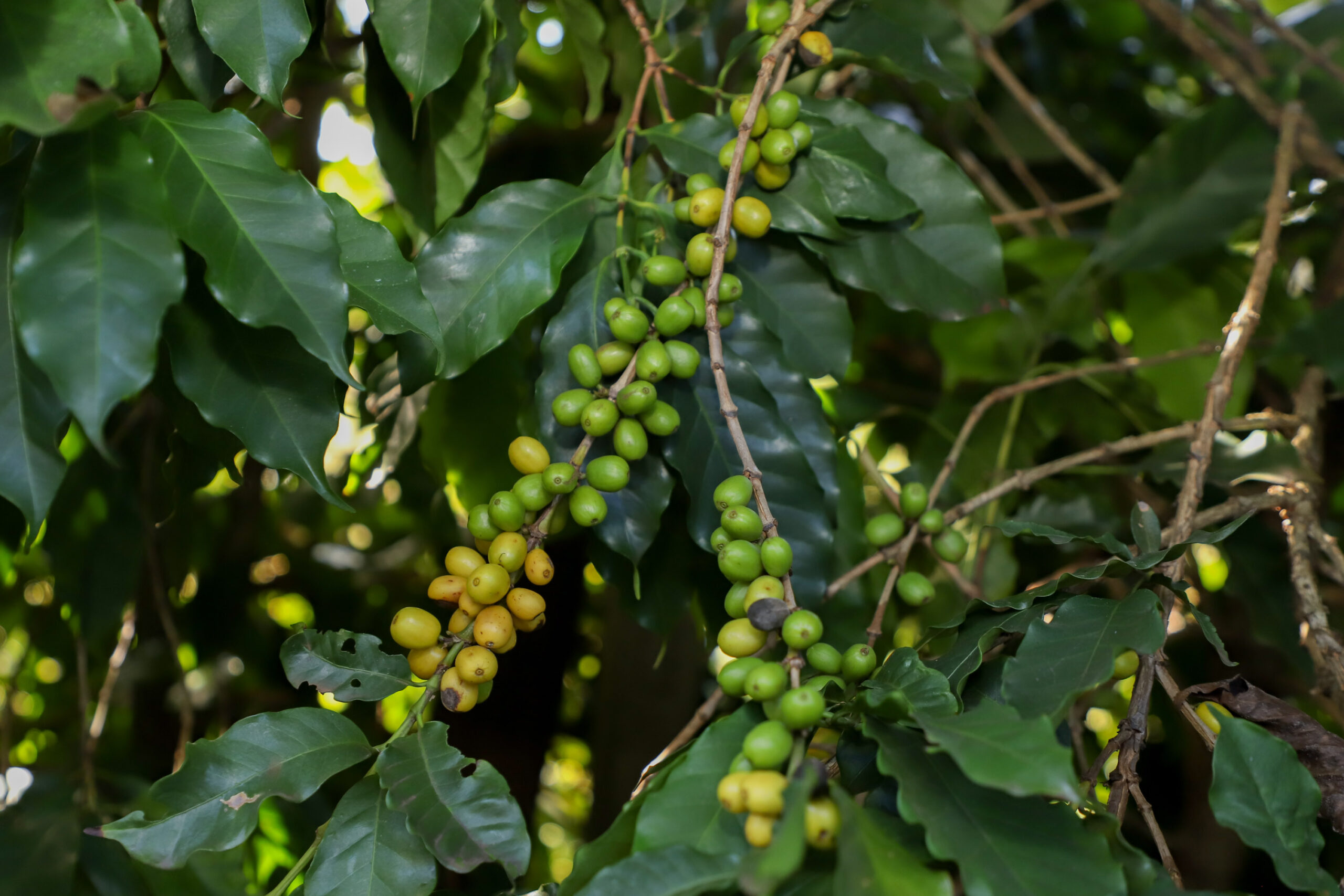 Valorização: café de Mandaguari conquista a 20ª Indicação Geográfica do Paraná