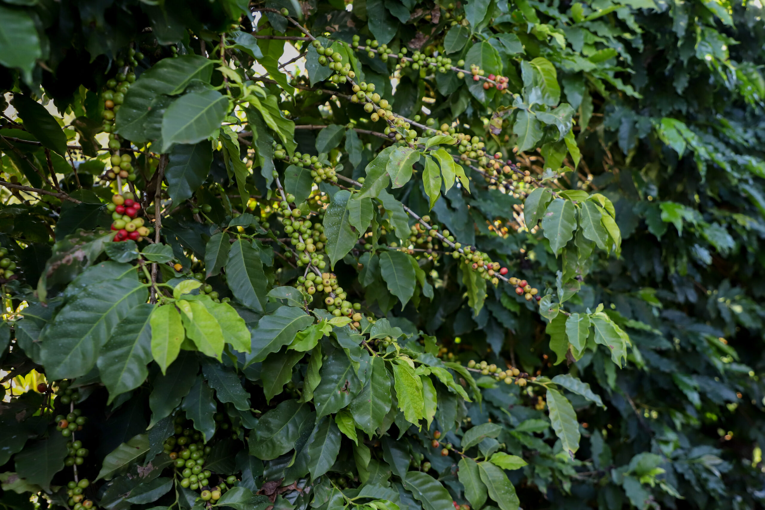Valorização: café de Mandaguari conquista a 20ª Indicação Geográfica do Paraná