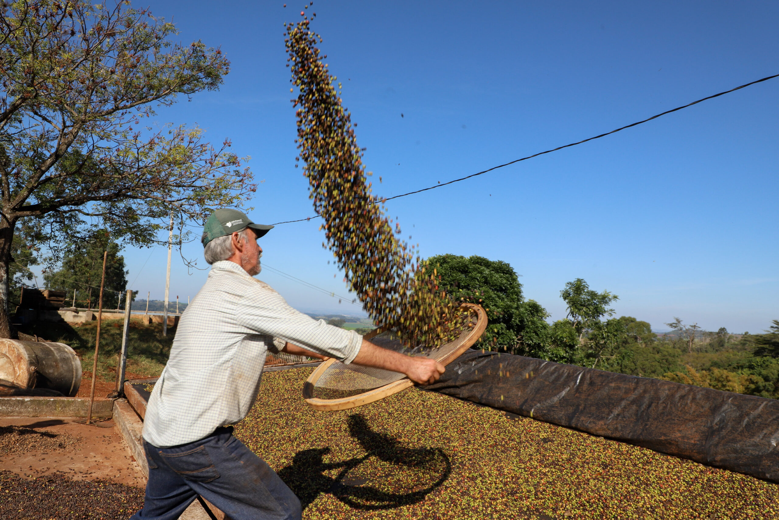 Valorização: café de Mandaguari conquista a 20ª Indicação Geográfica do Paraná