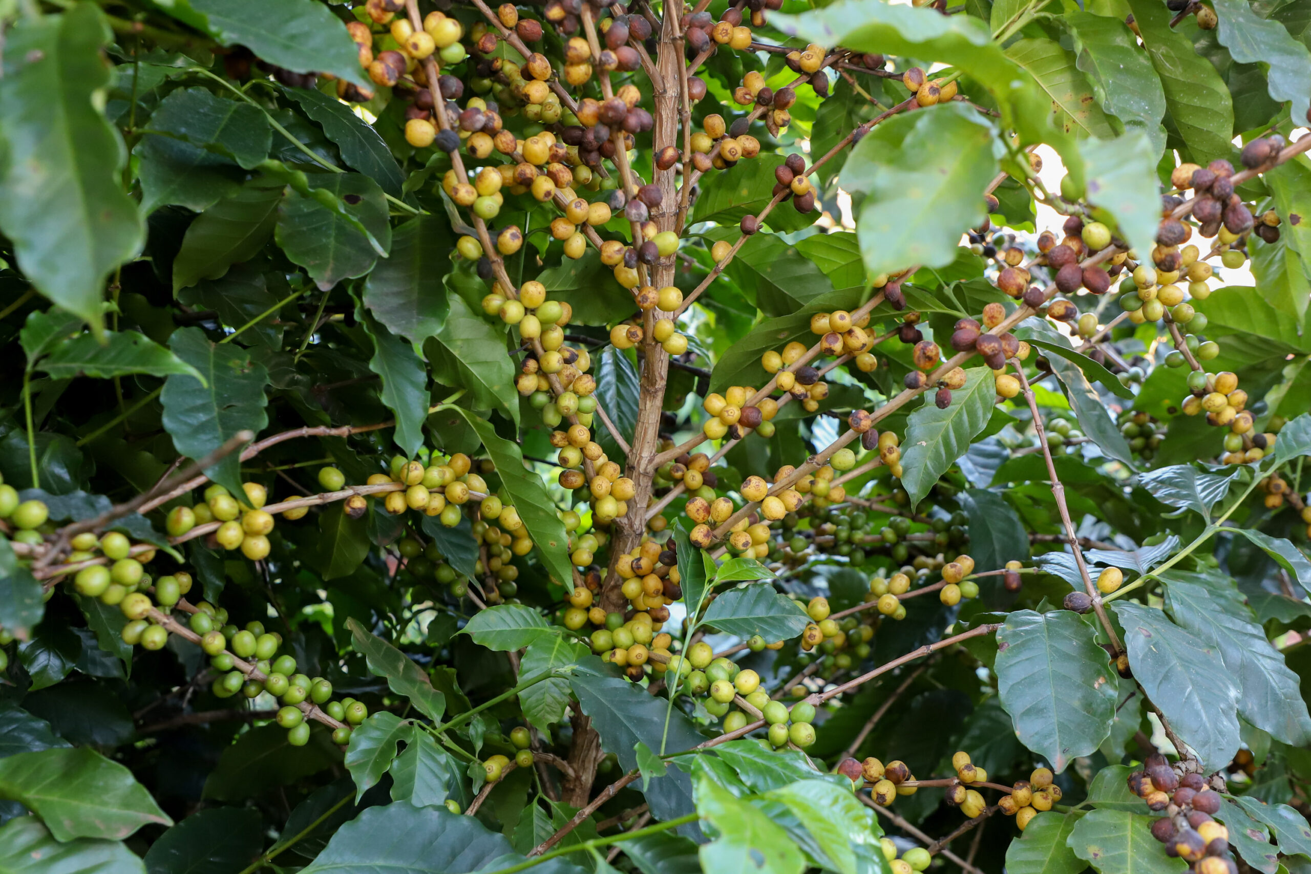 Valorização: café de Mandaguari conquista a 20ª Indicação Geográfica do Paraná