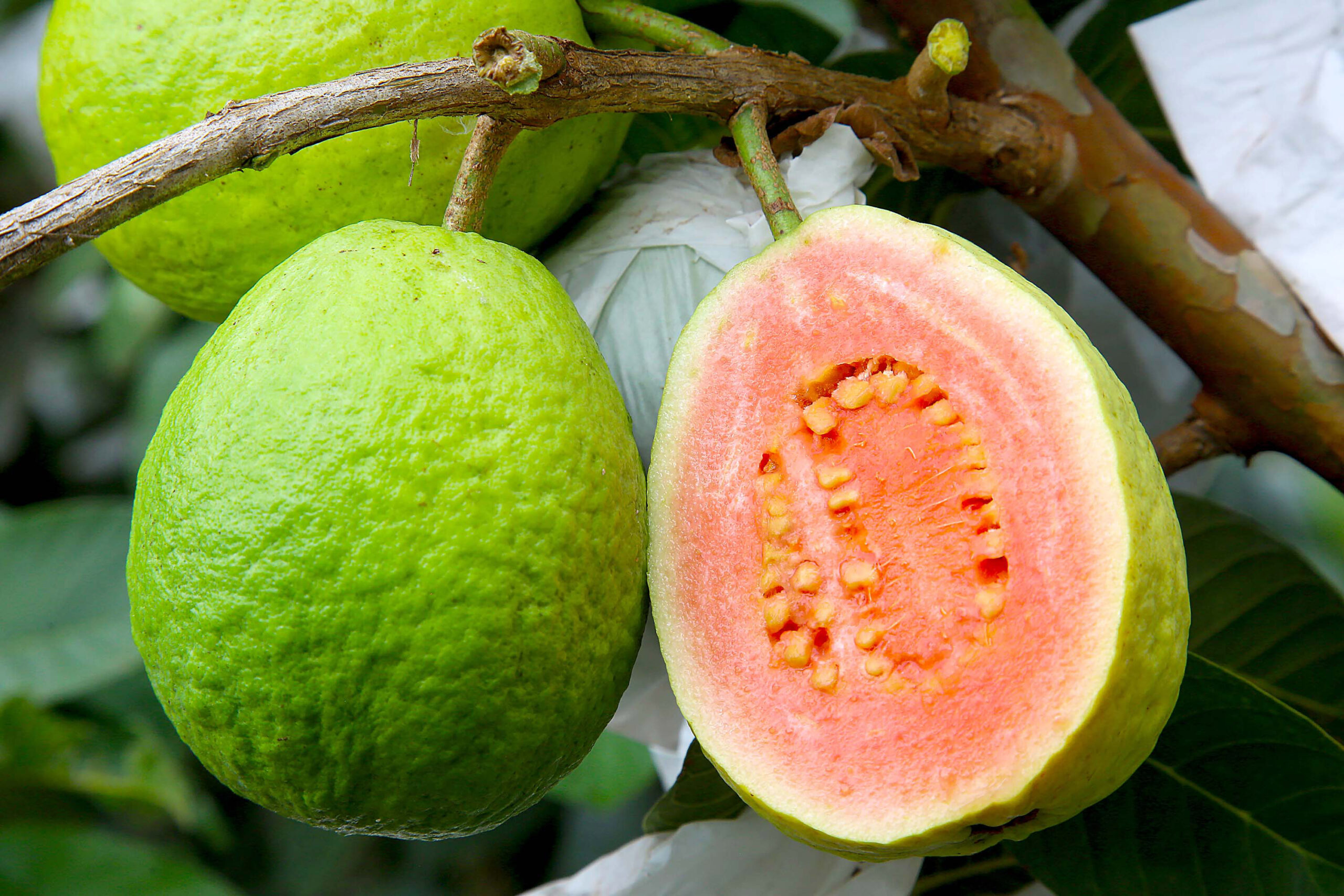 Com apoio do IDR-Paraná, encontro vai debater rumos da fruticultura no Estado