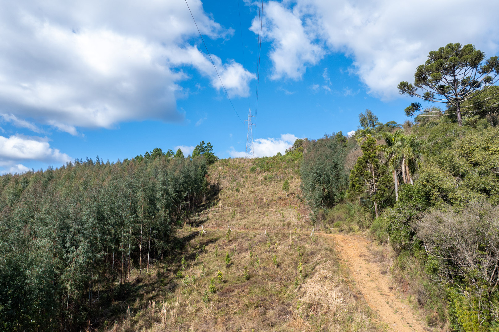 Lei da Faixa Limpa: propriedade rural aplica solução rentável e sem danos à rede elétrica