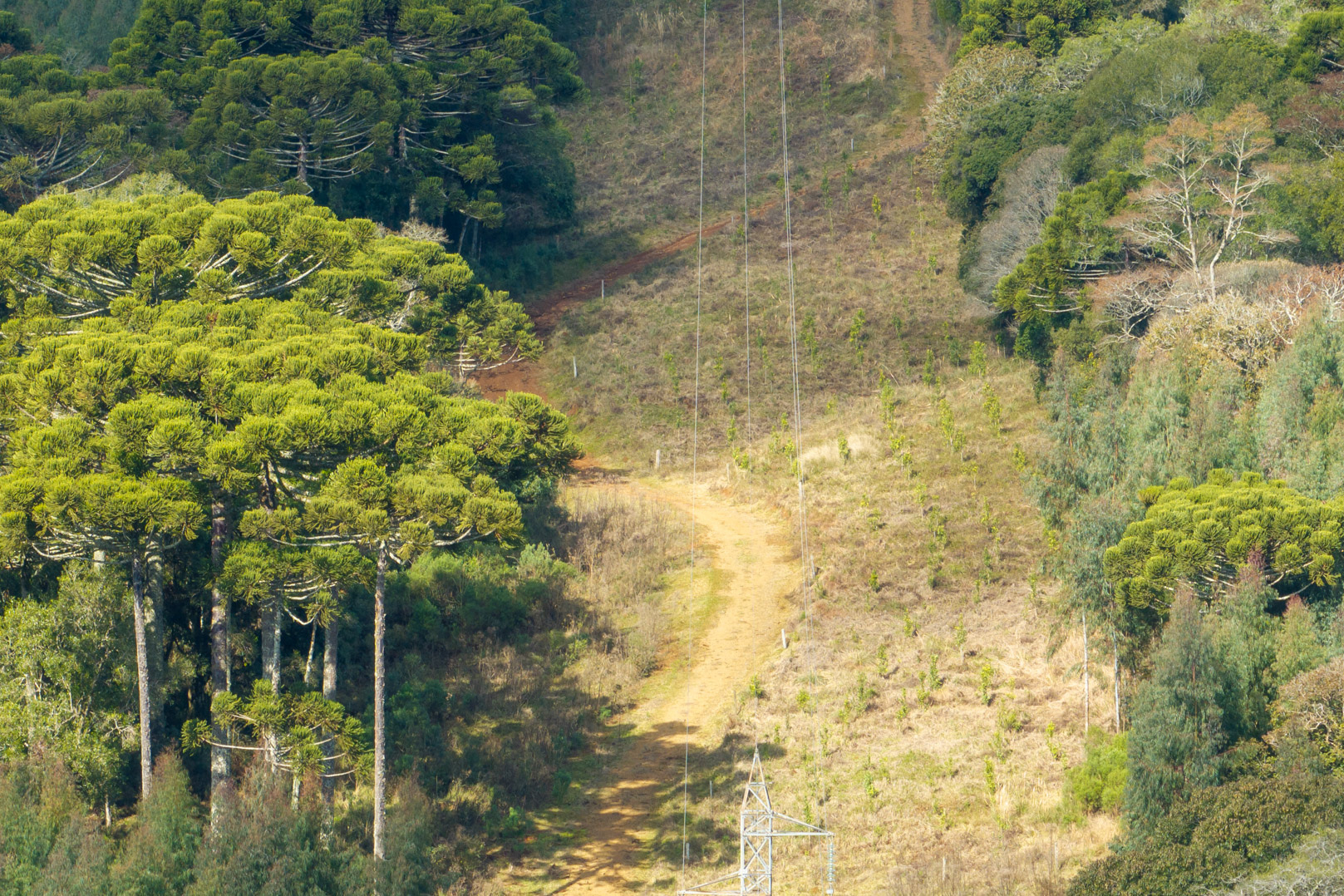 Lei da Faixa Limpa: propriedade rural aplica solução rentável e sem danos à rede elétrica