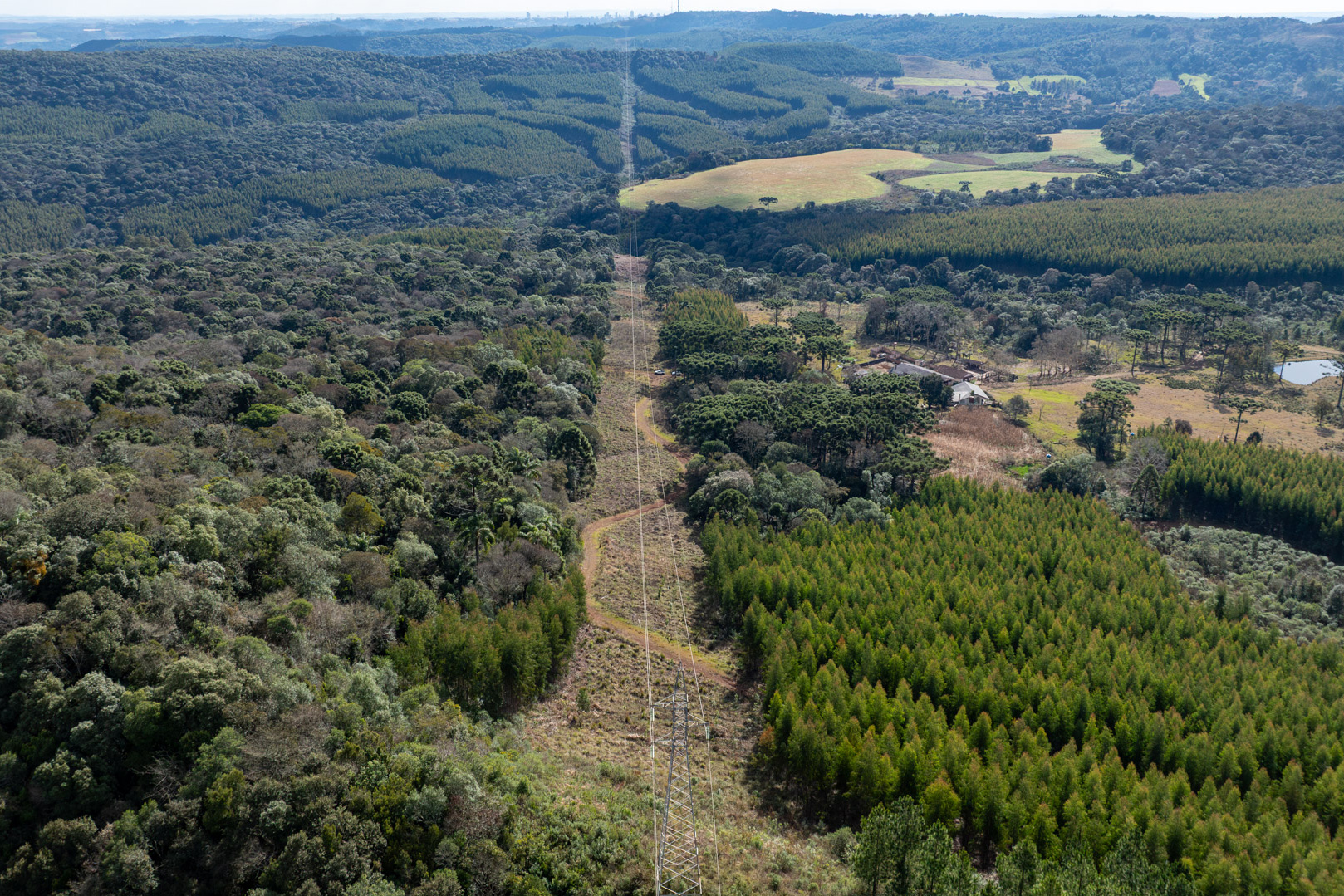 Lei da Faixa Limpa: propriedade rural aplica solução rentável e sem danos à rede elétrica