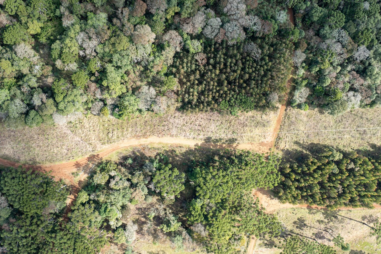 Lei da Faixa Limpa: propriedade rural aplica solução rentável e sem danos à rede elétrica