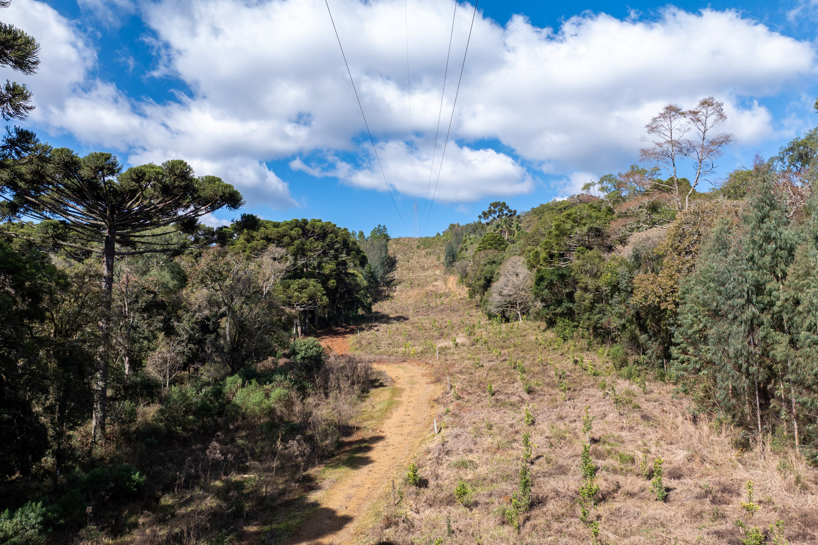 Lei da Faixa Limpa: propriedade rural aplica solução rentável e sem danos à rede elétrica