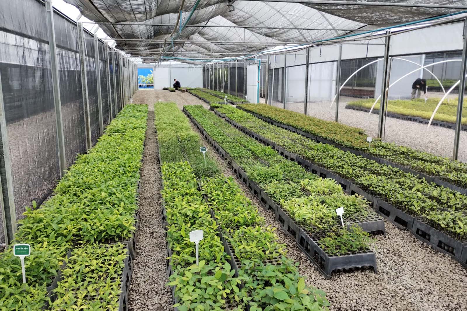 Para reforçar controle sobre plantios, IAT estabelece nova portaria para doação de mudas