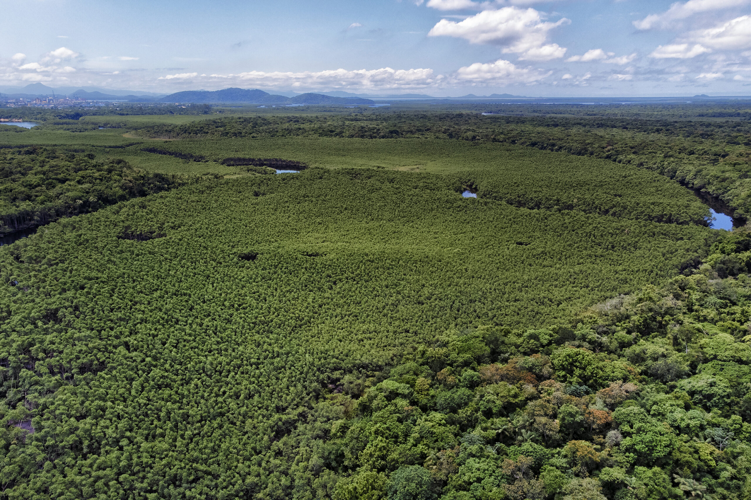 Paraná registra queda de 35,6% nos crimes ambientais contra a flora no 1º semestre