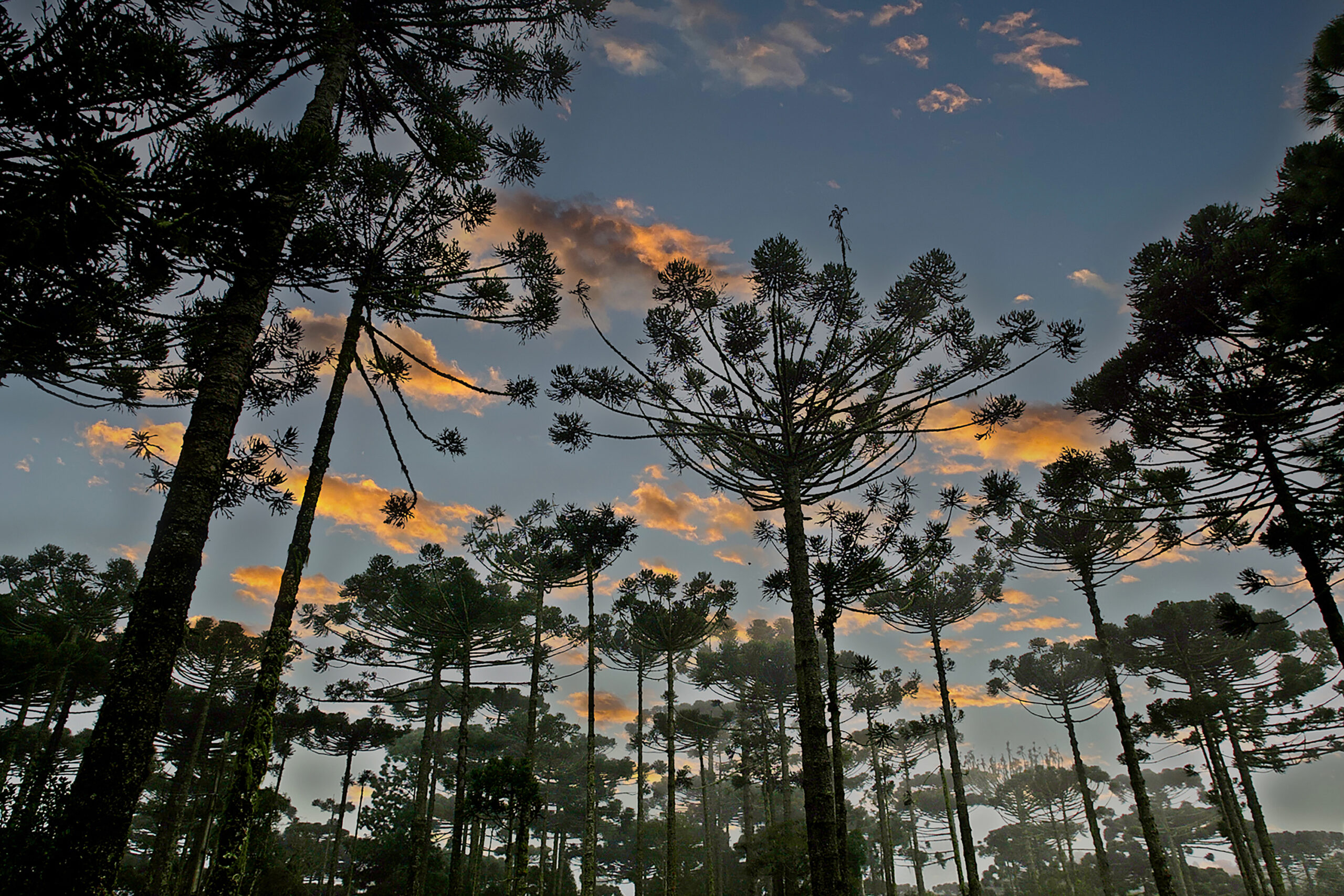 Paraná registra queda de 35,6% nos crimes ambientais contra a flora no 1º semestre