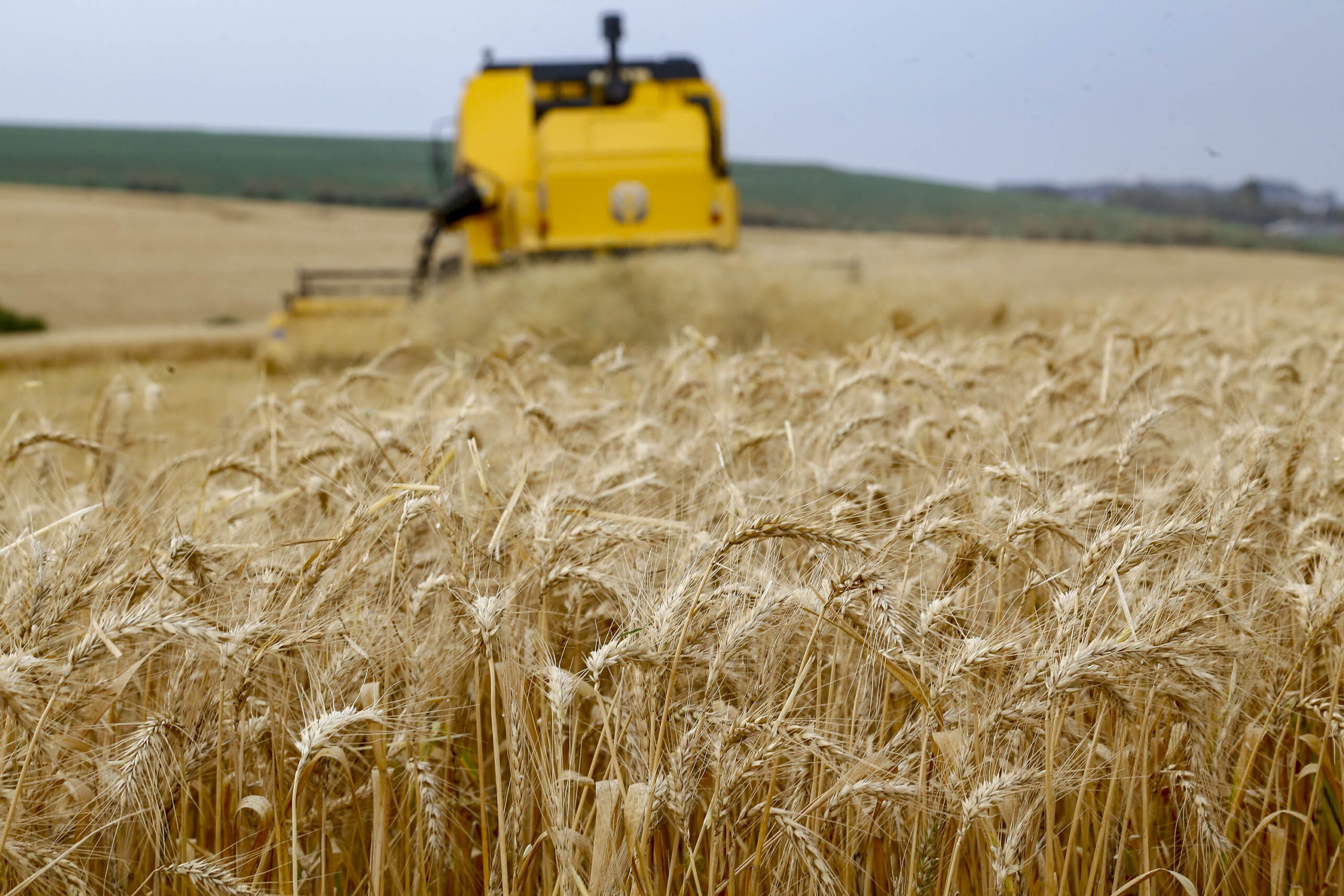 Principal cultura de inverno: produtores encerram plantio de trigo no Paraná