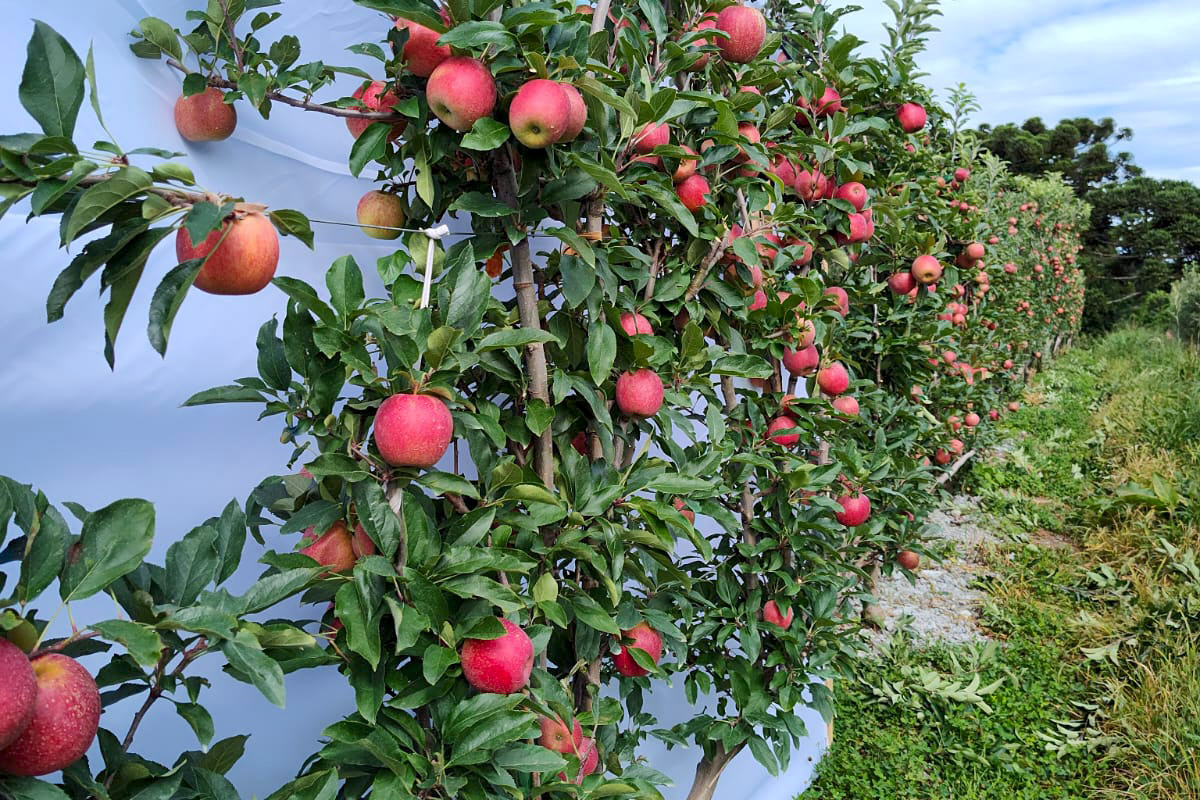 Com apoio do IDR-Paraná, encontro vai debater rumos da fruticultura no Estado