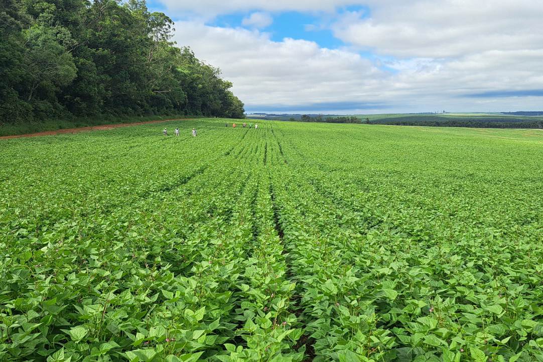 Paraná confirma novo recorde e liderança nacional na produção de feijão: 865 mil toneladas