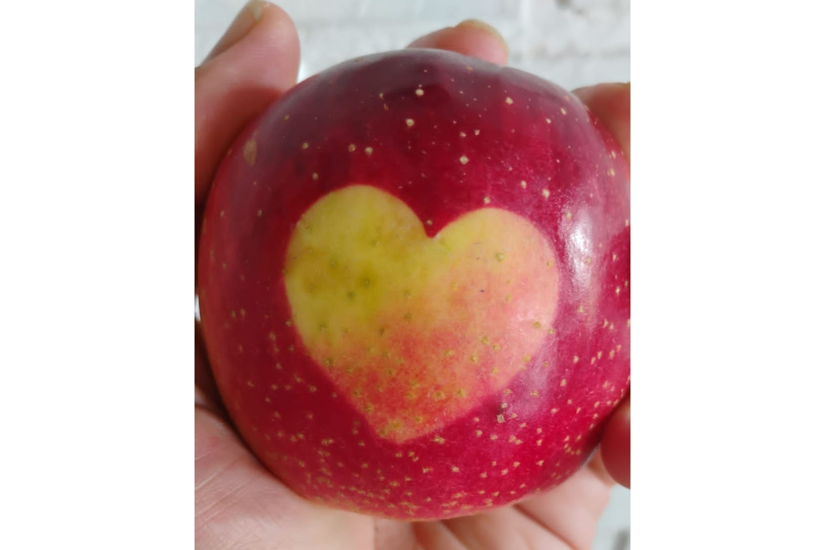 Encontro de fruticultura destaca oportunidades e desafios da atividade no Paraná