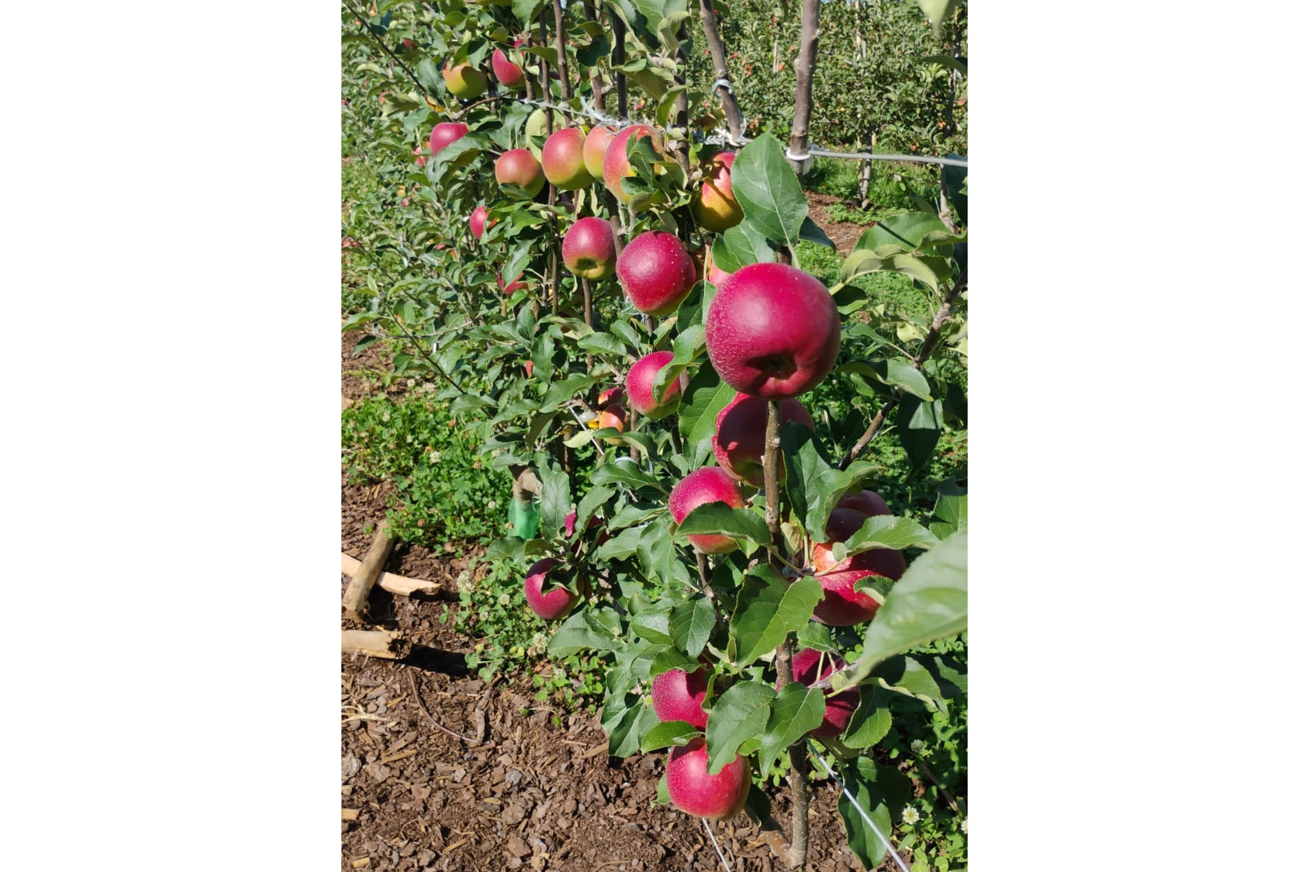 Encontro de fruticultura destaca oportunidades e desafios da atividade no Paraná