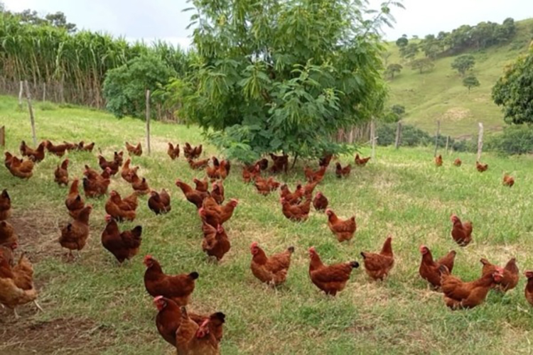 Coopera Paraná entrega barracão e equipamentos para produção de ovos no Vale do Ivaí