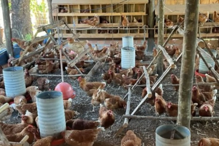 Coopera Paraná entrega barracão e equipamentos para produção de ovos no Vale do Ivaí