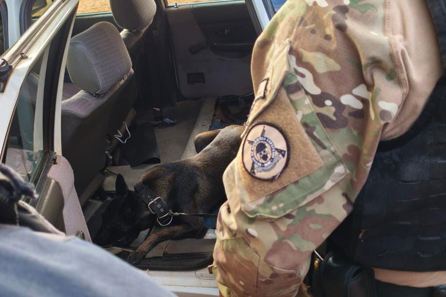 Cadela da Polícia Penal encontra 81 kg de maconha em ação conjunta com a PRF