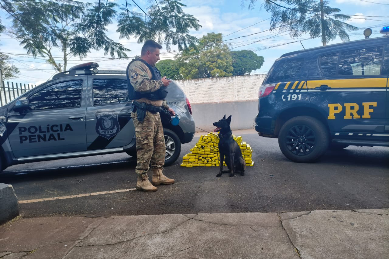 Cadela da Polícia Penal encontra 81 kg de maconha em ação conjunta com a PRF