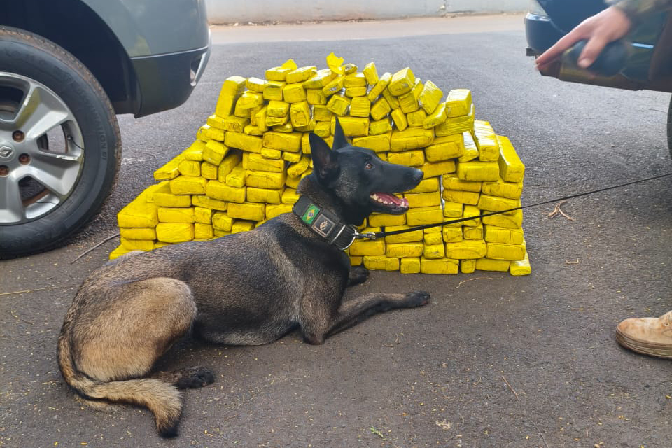 Cadela da Polícia Penal encontra 81 kg de maconha em ação conjunta com a PRF