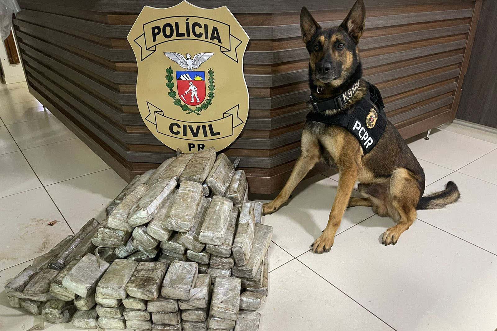 Cães da PCPR ajudaram a tirar 5,7 toneladas de drogas de circulação em 2025