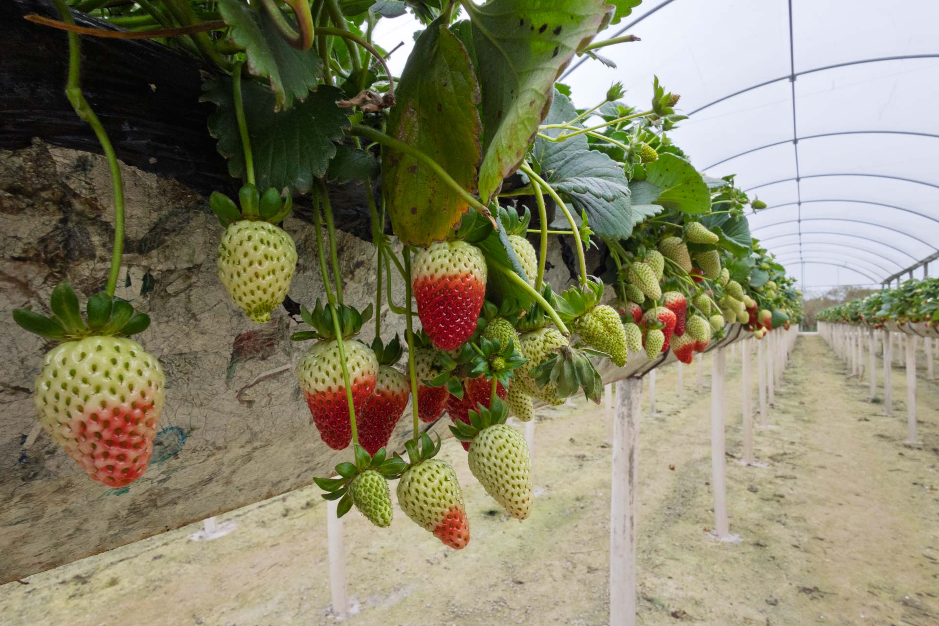 Agricultores da Bacia do Miringuava apoiados pela Sanepar estreiam na Feira Sabores do Paraná
