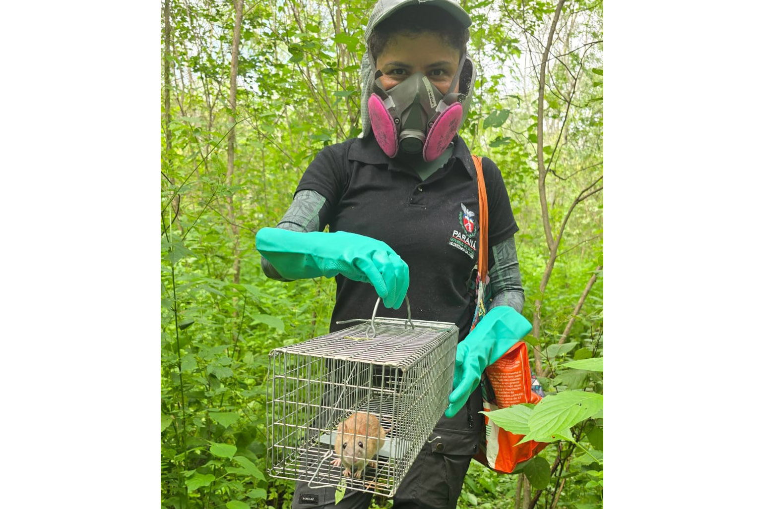 Expertise do Paraná ajuda Alagoas no combate a doenças transmitidas por roedores