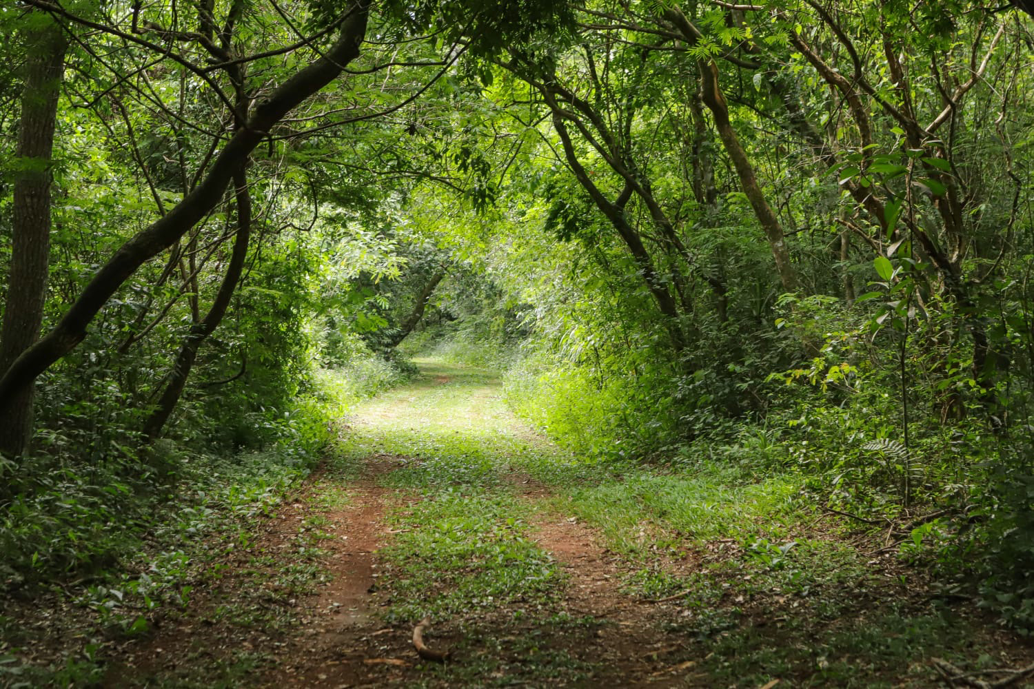 Caminhos do Peabiru: Lapa e Curitiba recebem oficinas para mapear rota turística milenar